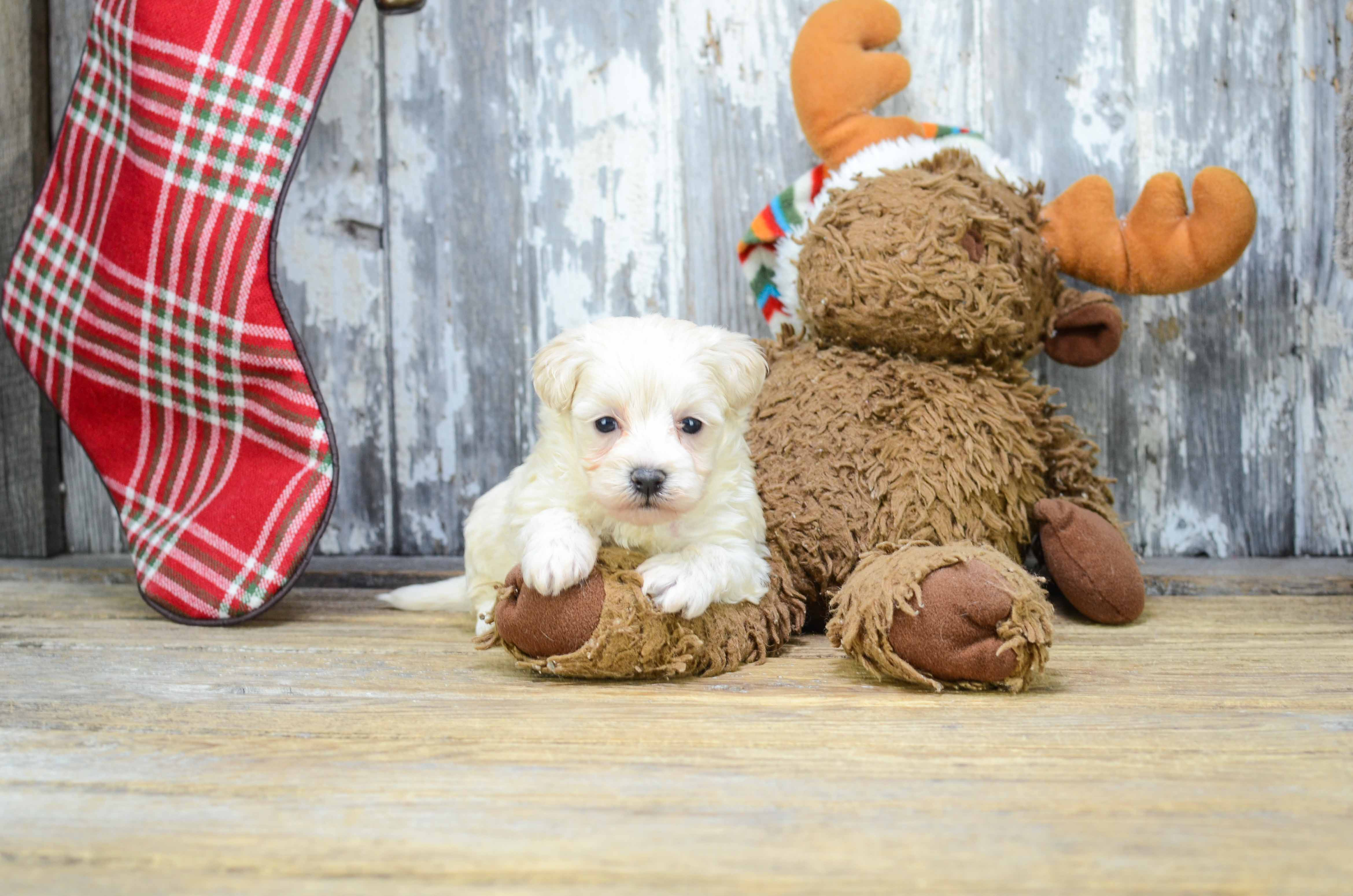 Fluffy Maltipoo Poodle Mix Pup