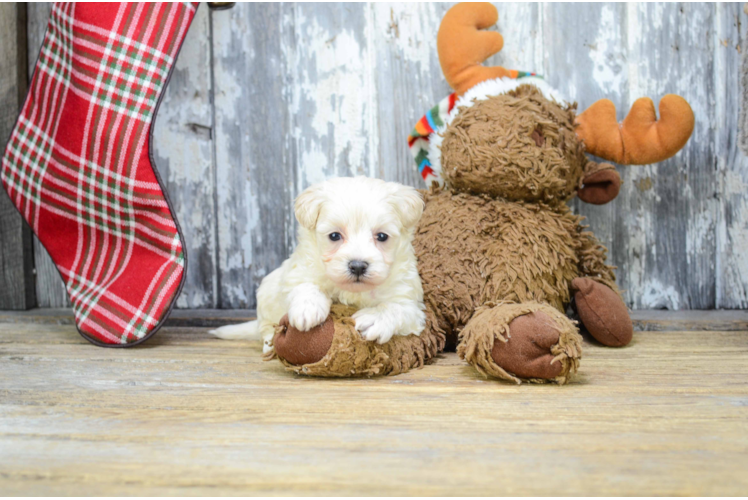 Fluffy Maltipoo Poodle Mix Pup