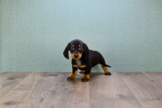 Best Dachshund Baby