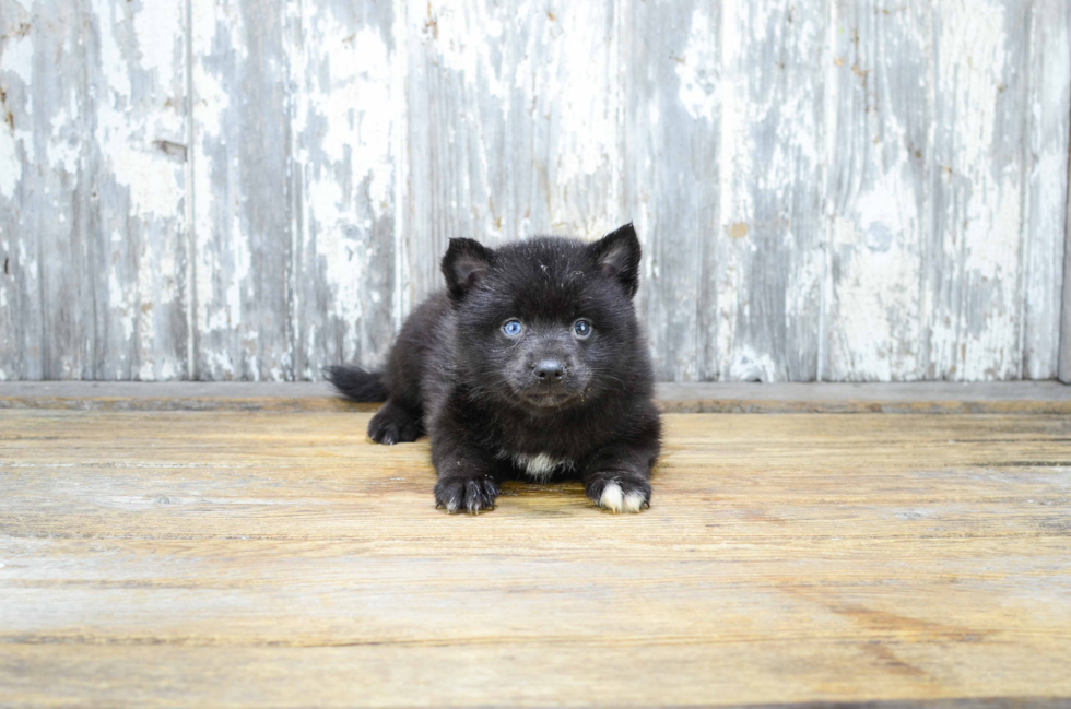 Pomsky Puppy for Adoption