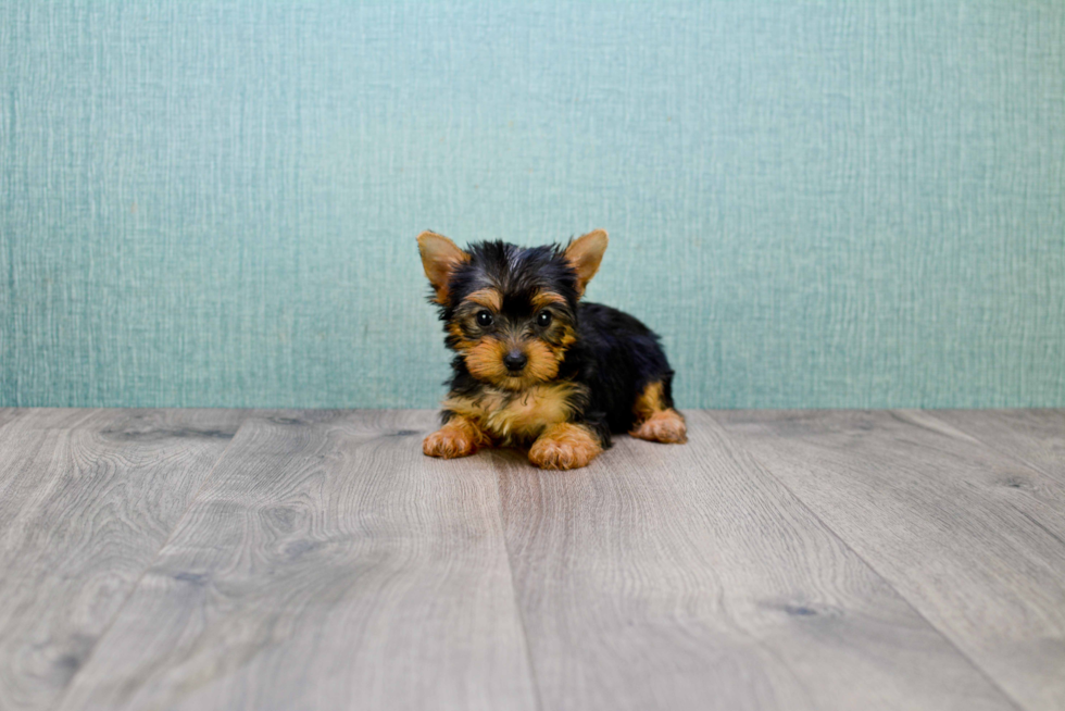 Meet Tinkerbell - our Yorkshire Terrier Puppy Photo 