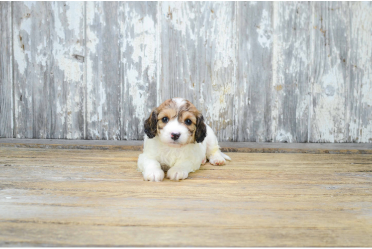 Cavachon Pup Being Cute