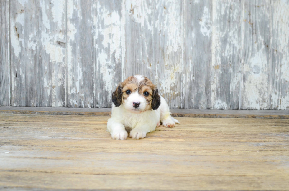 Cavachon Pup Being Cute