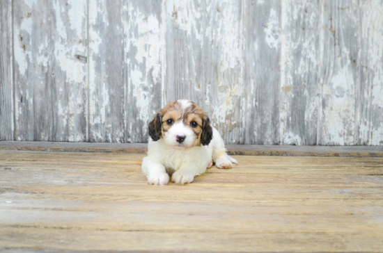 Cavachon Pup Being Cute