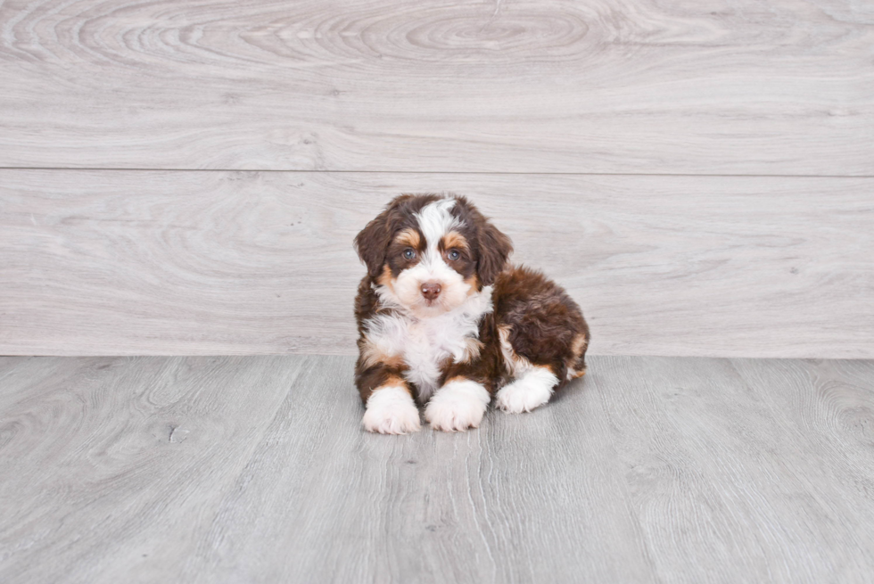 Sweet Mini Aussiedoodle Baby