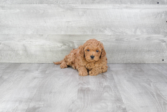 Cavapoo Pup Being Cute