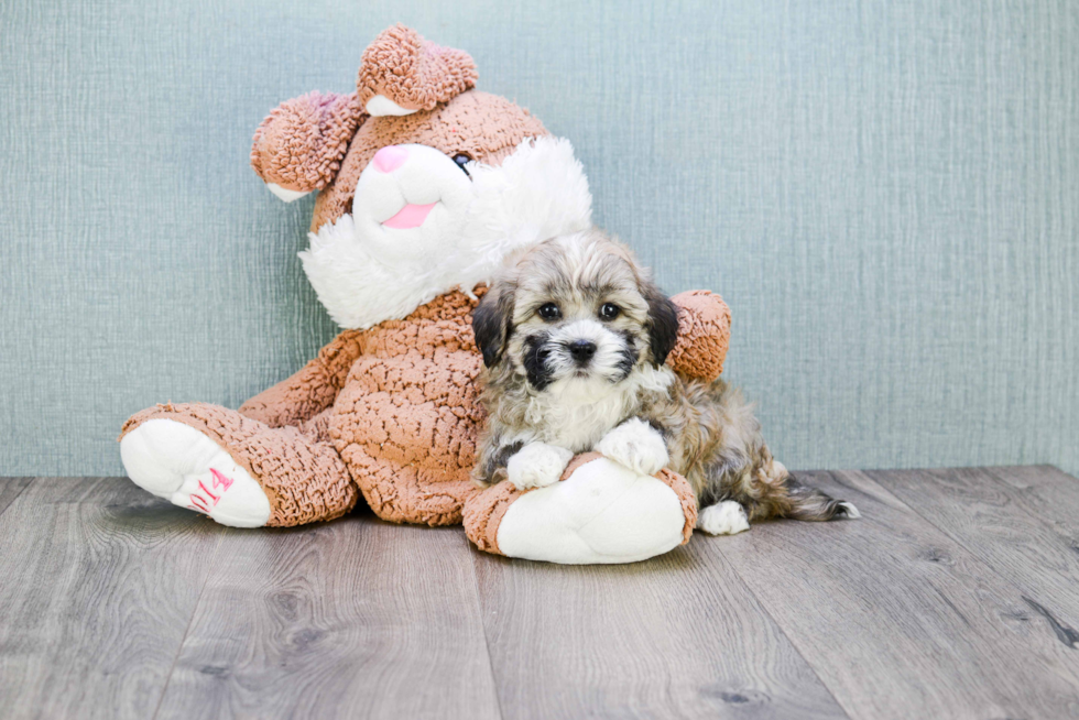 Hypoallergenic Havanese Purebred Pup