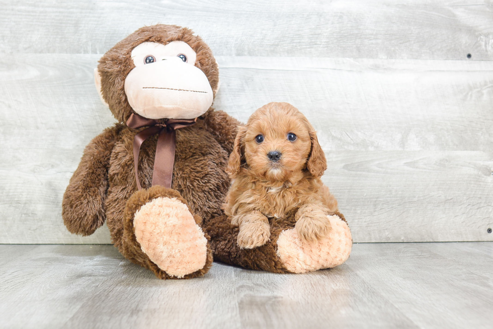 Best Cavapoo Baby