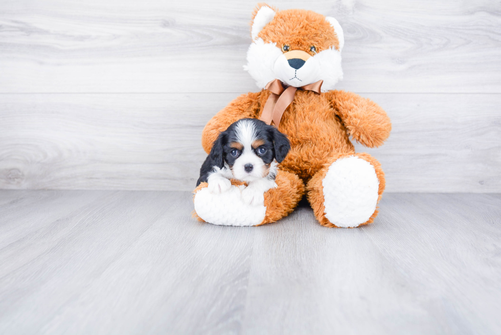 Best Cavalier King Charles Spaniel Baby