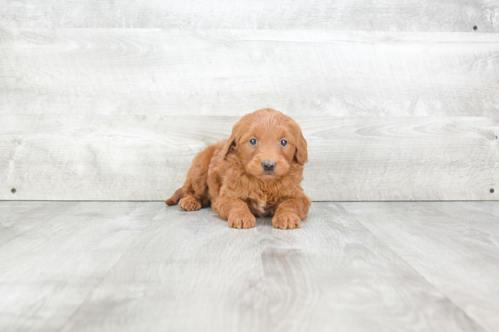 Mini Goldendoodle Pup Being Cute