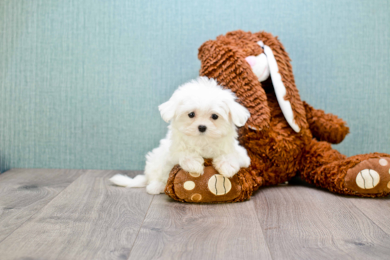 Hypoallergenic Maltese Baby