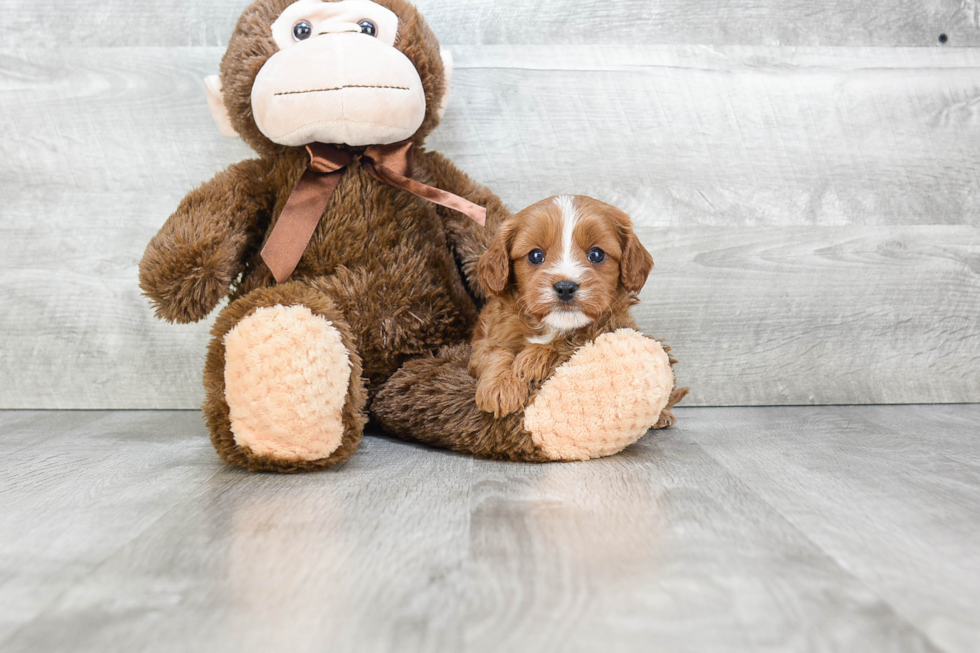 Energetic Cavoodle Poodle Mix Puppy