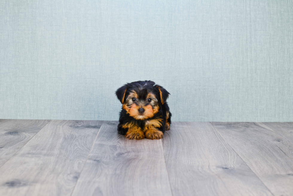 Meet Roscoe - our Yorkshire Terrier Puppy Photo 