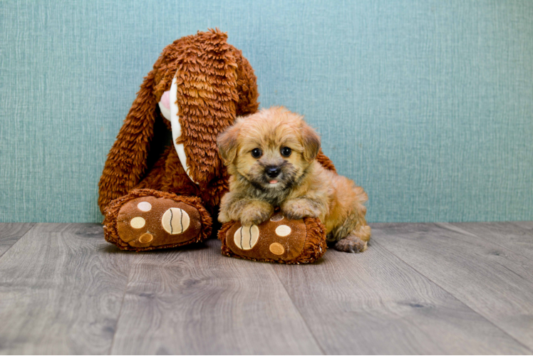 Cute Morkie Baby