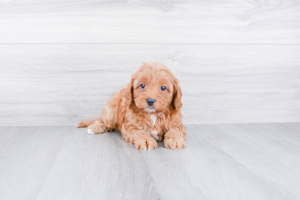 Playful Cavoodle Poodle Mix Puppy