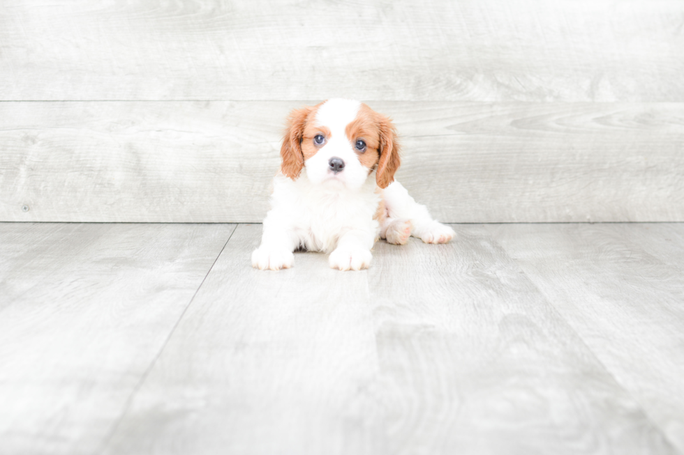 Friendly Cavalier King Charles Spaniel Baby