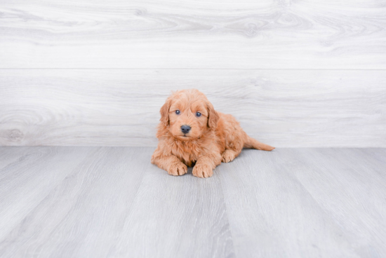 Cute Mini Goldendoodle Baby