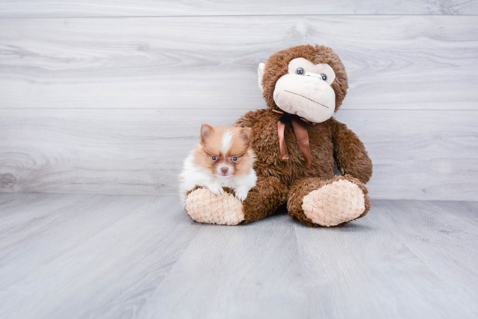 Happy Pomeranian Purebred Puppy