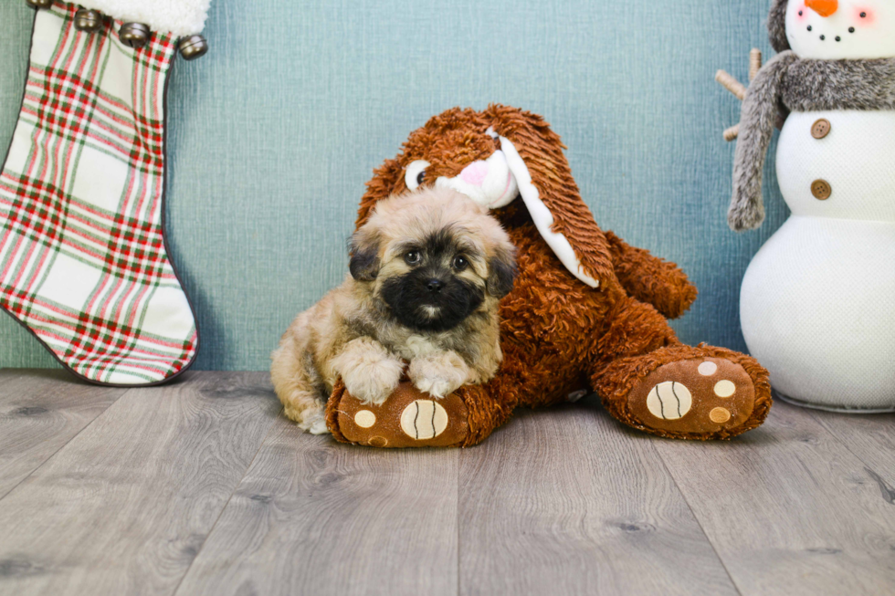 Friendly Teddy Bear Baby