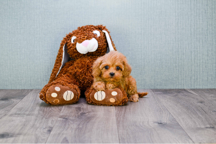 Small Cavapoo Baby