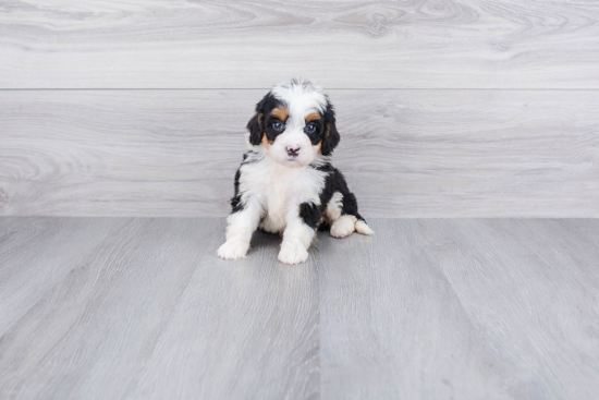 Sweet Mini Bernedoodle Baby