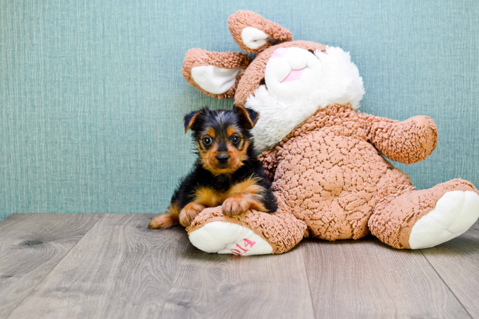 Meet Steph - our Yorkshire Terrier Puppy Photo 