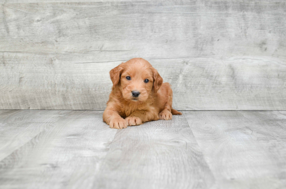 Mini Goldendoodle Puppy for Adoption