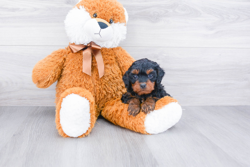 Smart Cavapoo Poodle Mix Pup