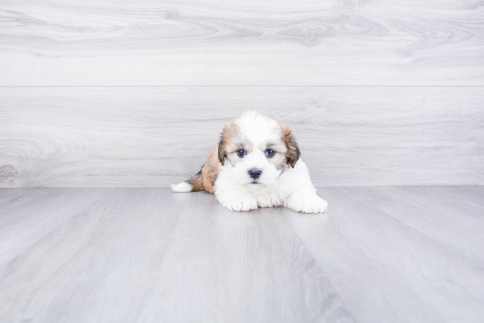 Popular Teddy Bear Designer Pup