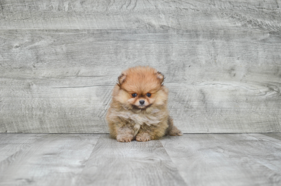 Pomeranian Puppy for Adoption