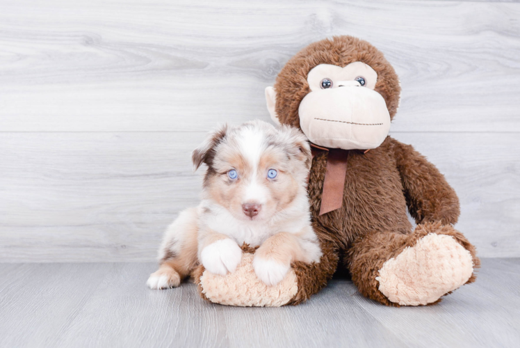 Adorable Aussiepoo Poodle Mix Puppy