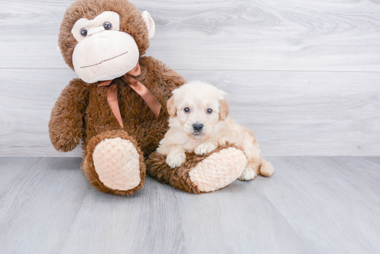 Happy Mini Goldendoodle Baby