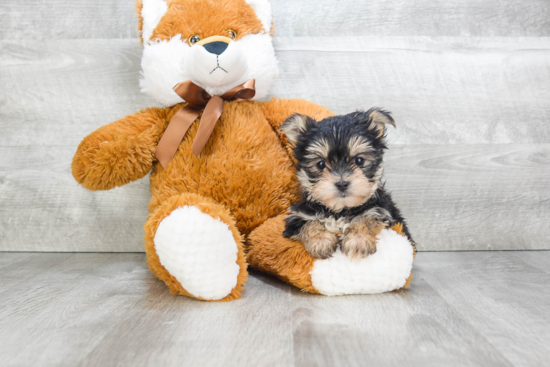 Fluffy Morkie Designer Pup