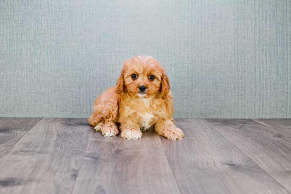 Best Cavapoo Baby