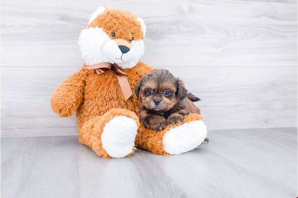 Teddy Bear Pup Being Cute