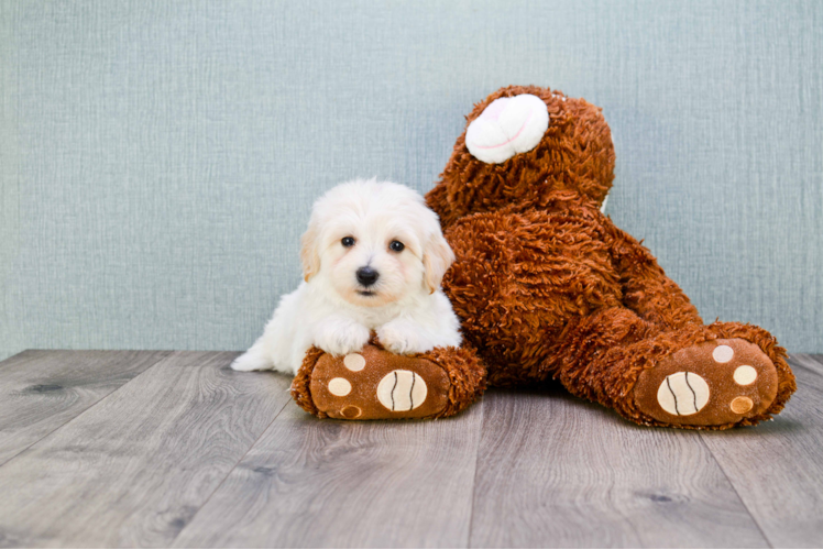 Funny Maltipoo Poodle Mix Pup