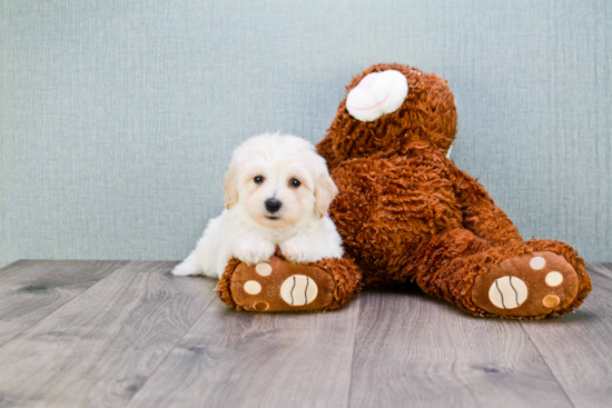 Funny Maltipoo Poodle Mix Pup