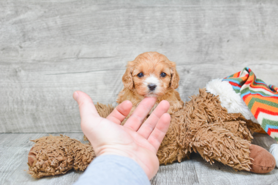 Cavapoo Pup Being Cute