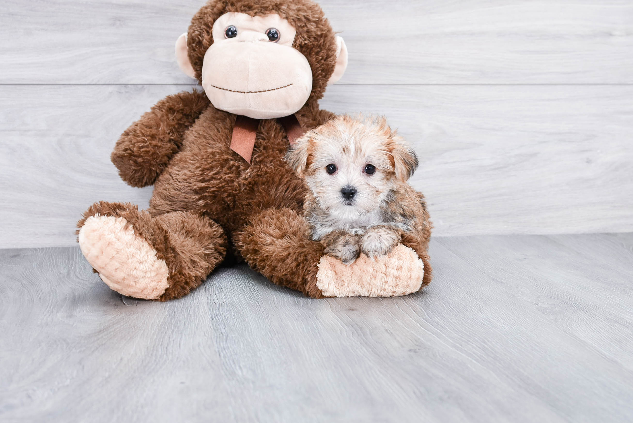 Morkie Puppy for Adoption