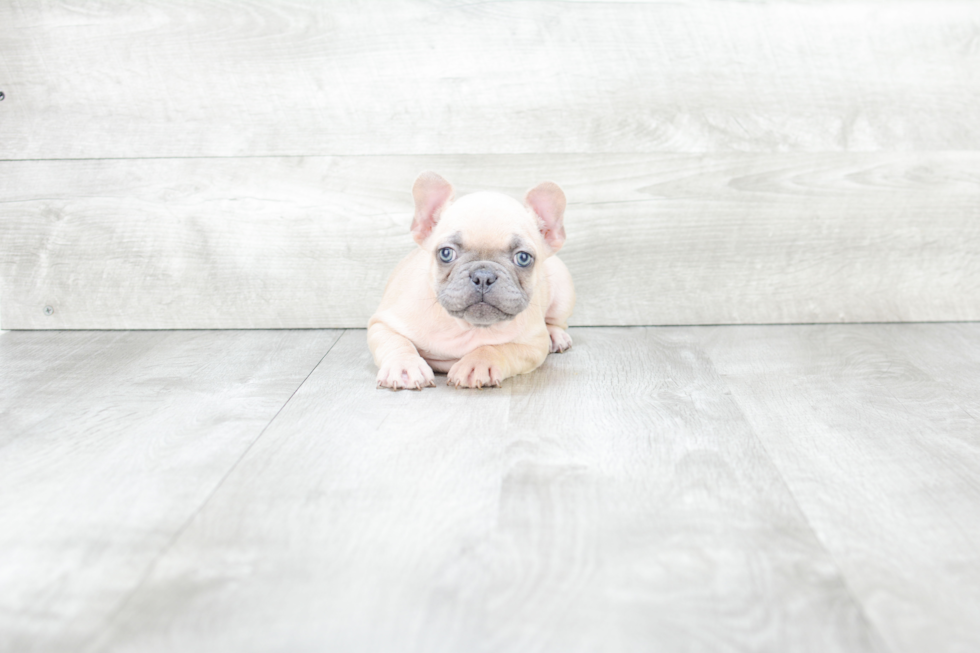 Petite Frenchie Purebred Puppy