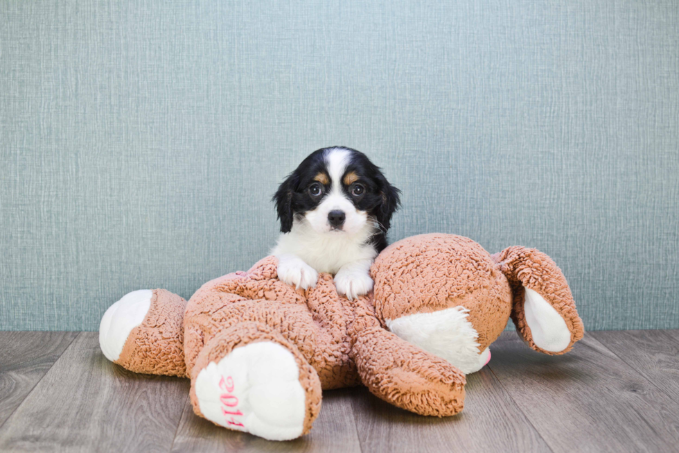 Best Cavalier King Charles Spaniel Baby