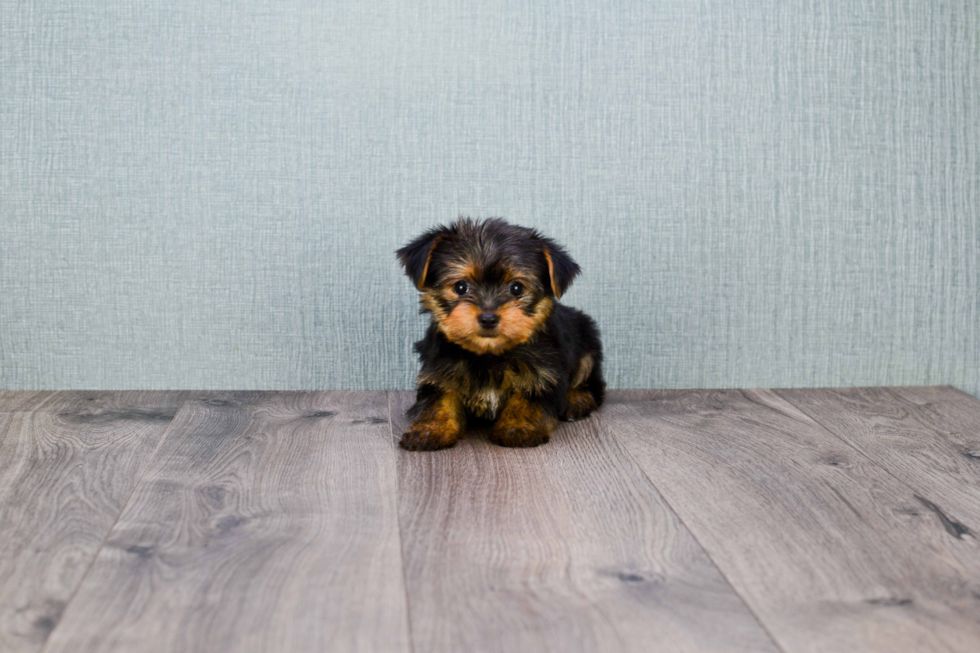 Meet Isabella - our Yorkshire Terrier Puppy Photo 