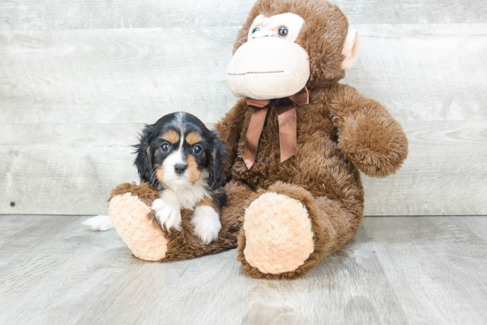 Best Cavalier King Charles Spaniel Baby