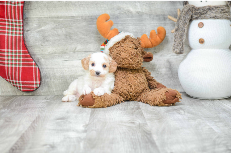 Cavachon Puppy for Adoption