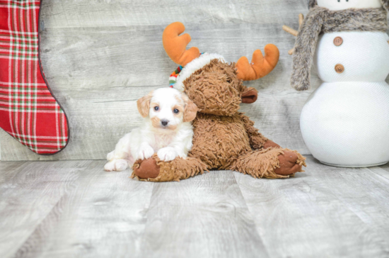 Cavachon Puppy for Adoption