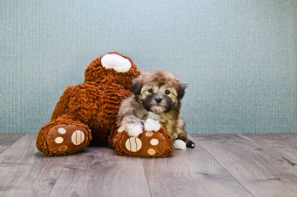 Havanese Puppy for Adoption