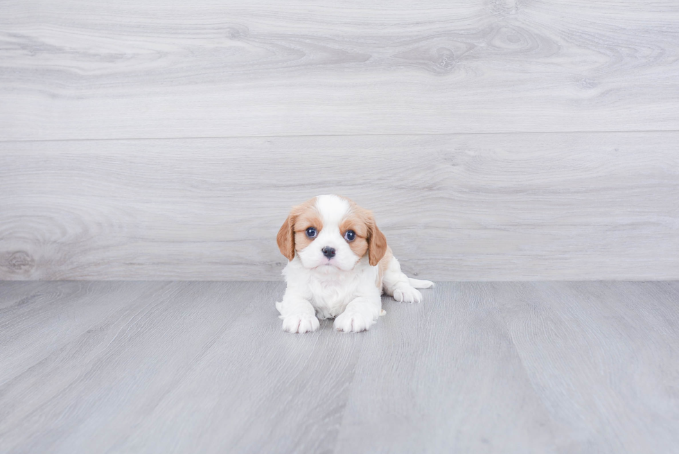 Best Cavalier King Charles Spaniel Baby