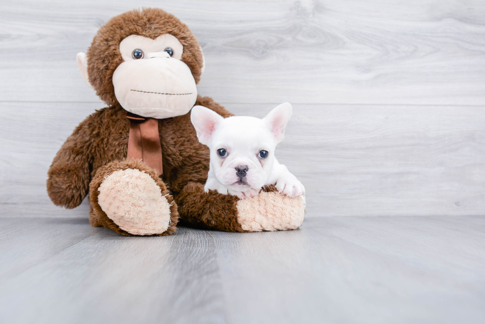 Hypoallergenic French Bulldog Purebred Pup