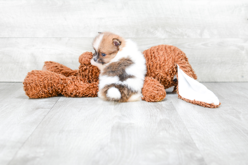 Sweet Pomeranian Purebred Puppy