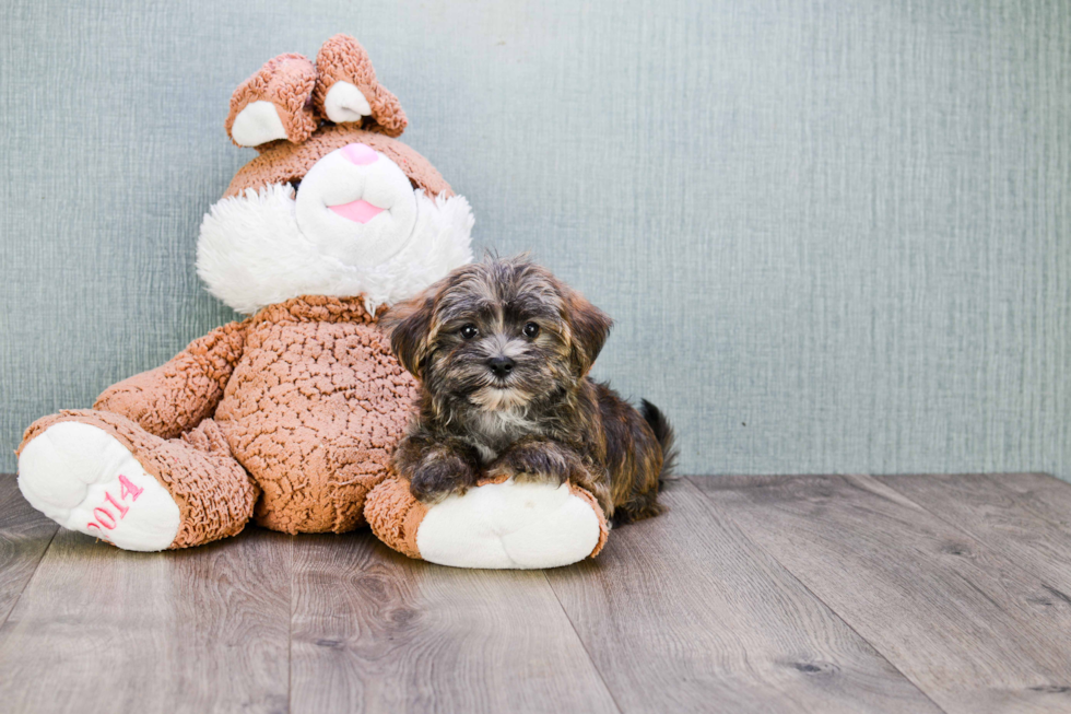 Morkie Pup Being Cute